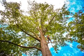 Best Utility Line Clearance  in Hernando Beach, FL